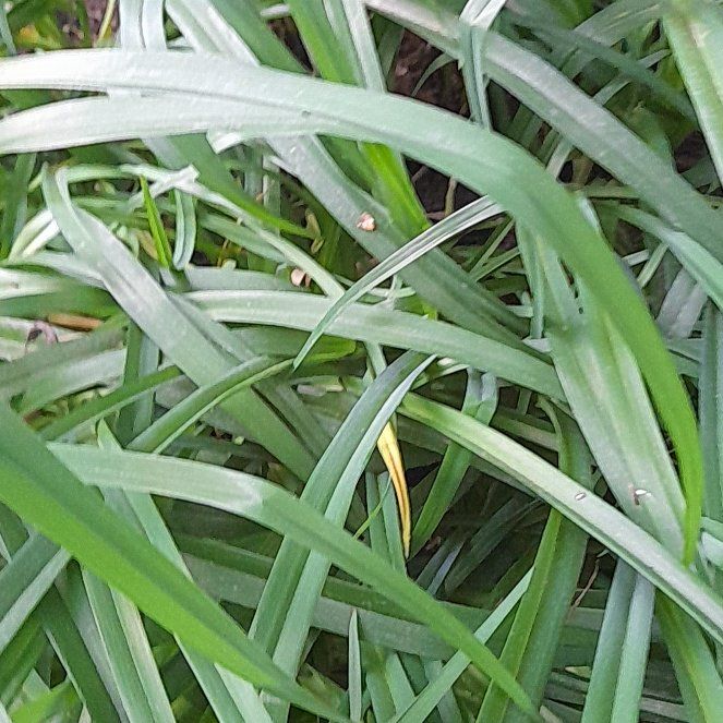 Photo of the plant species Onion Weed by @WingedKaraka40 named Sproutacus on Greg, the plant care app