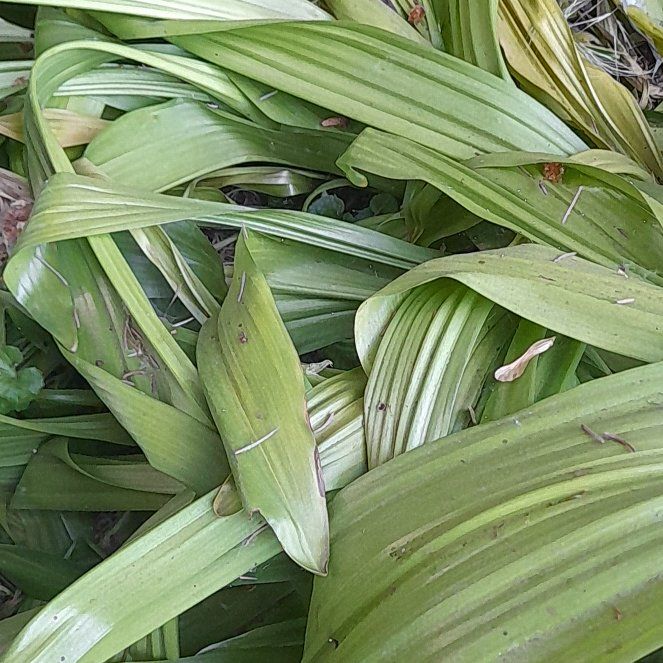 Photo of the plant species California False Hellebore by @WingedKaraka40 named Elle on Greg, the plant care app