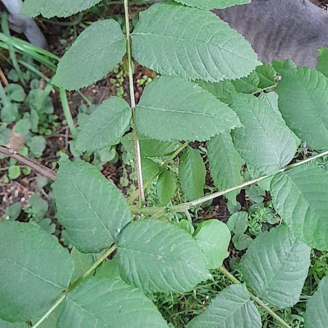 Photo of the plant species Black Walnut by @WingedKaraka40 named Nemo on Greg, the plant care app