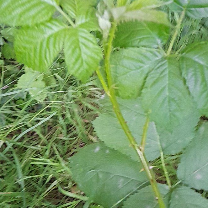 Photo of the plant species Armenian Blackberry by @WingedKaraka40 named Forrest on Greg, the plant care app
