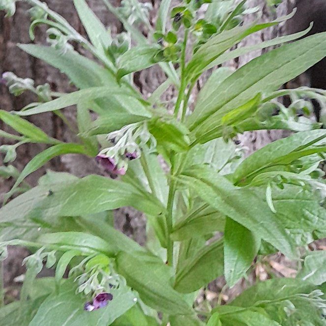 Photo of the plant species Common Hound's-Tongue by @WingedKaraka40 named Keanu Leaves on Greg, the plant care app