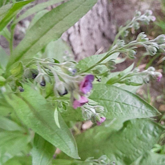 Photo of the plant species Common Hound's-Tongue by @WingedKaraka40 named Lavender on Greg, the plant care app