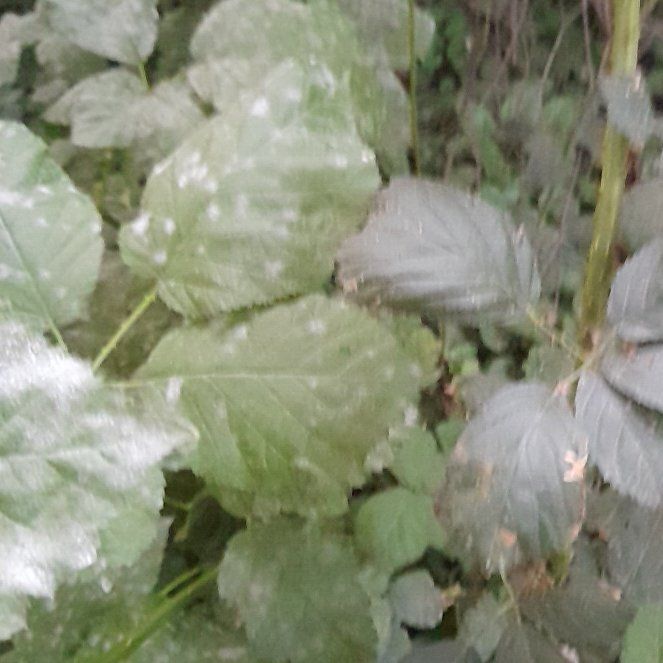 Photo of the plant species Yellow Archangel by @WingedKaraka40 named Fernie Saunders on Greg, the plant care app
