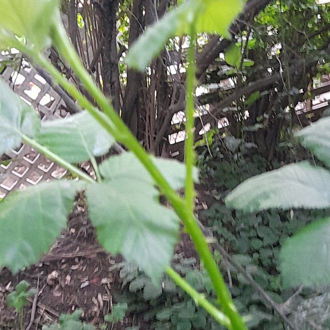 Photo of the plant species Armenian Blackberry by @WingedKaraka40 named Emerson on Greg, the plant care app