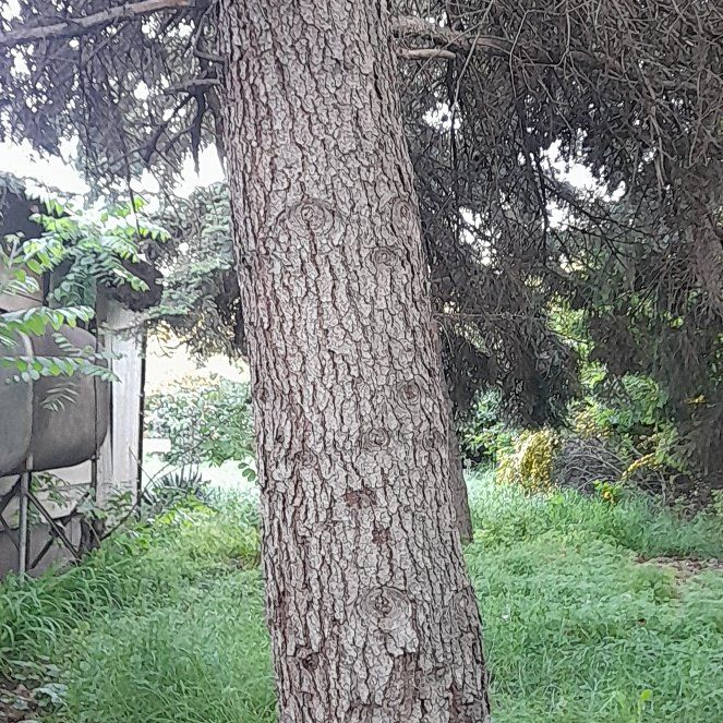 Photo of the plant species Silky Oak by @WingedKaraka40 named Kendall on Greg, the plant care app