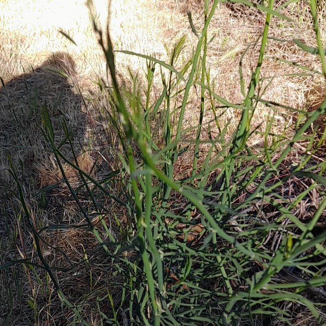 Photo of the plant species Perennial Ryegrass by @WingedKaraka40 named Oscar on Greg, the plant care app