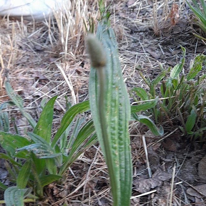 Photo of the plant species Friar's Cowl by @WingedKaraka40 named Orwell on Greg, the plant care app