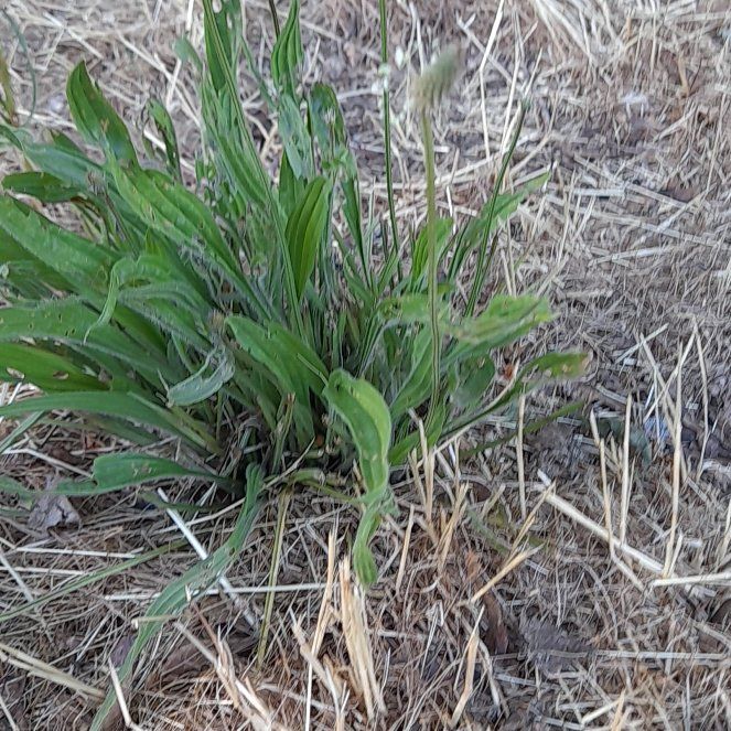Photo of the plant species Narrowleaf Plantain by @WingedKaraka40 named Girlfrond on Greg, the plant care app