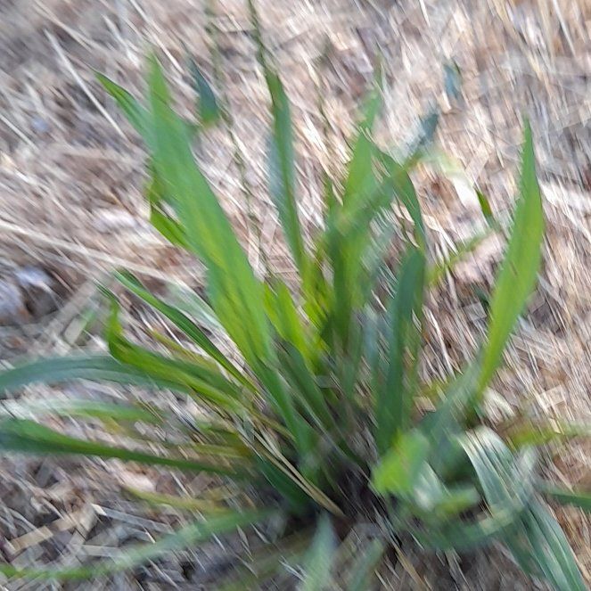 Photo of the plant species Long Strap Fern by @WingedKaraka40 named Mochi on Greg, the plant care app