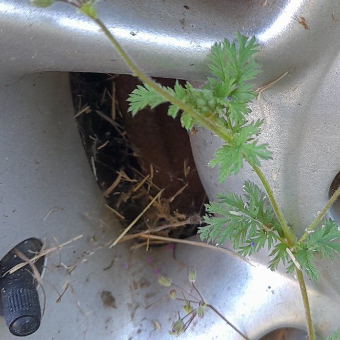 Photo of the plant species Common Stork's Bill by @WingedKaraka40 named Homer on Greg, the plant care app