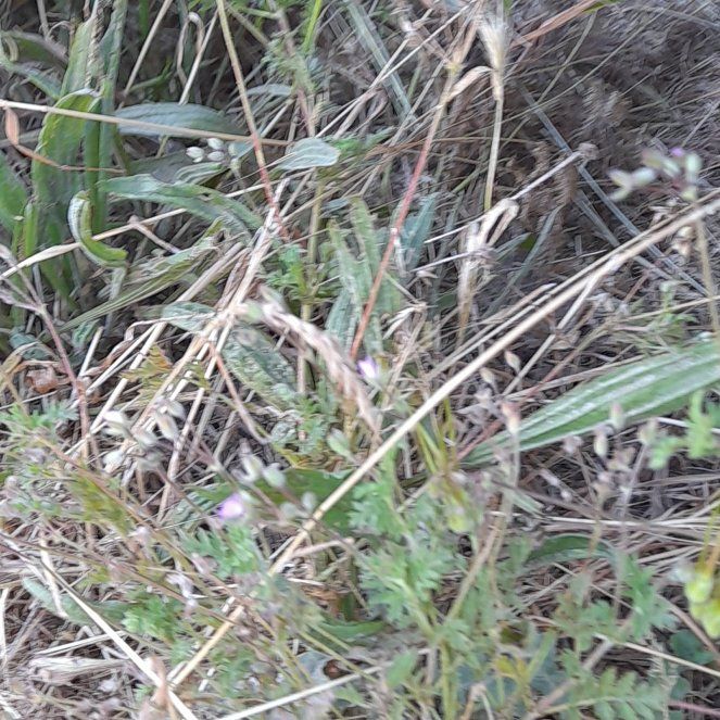 Photo of the plant species Common Stork's Bill by @WingedKaraka40 named Darwin on Greg, the plant care app