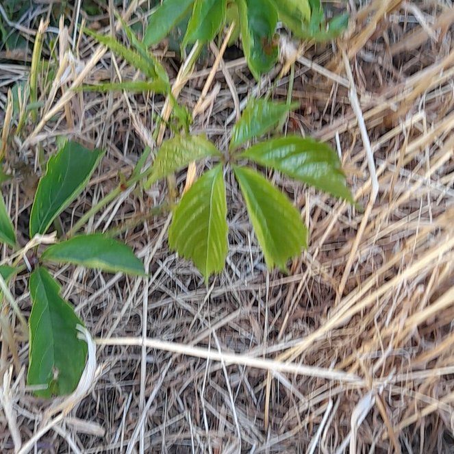 Photo of the plant species Virginia Creeper by @WingedKaraka40 named Sir Plancelot on Greg, the plant care app