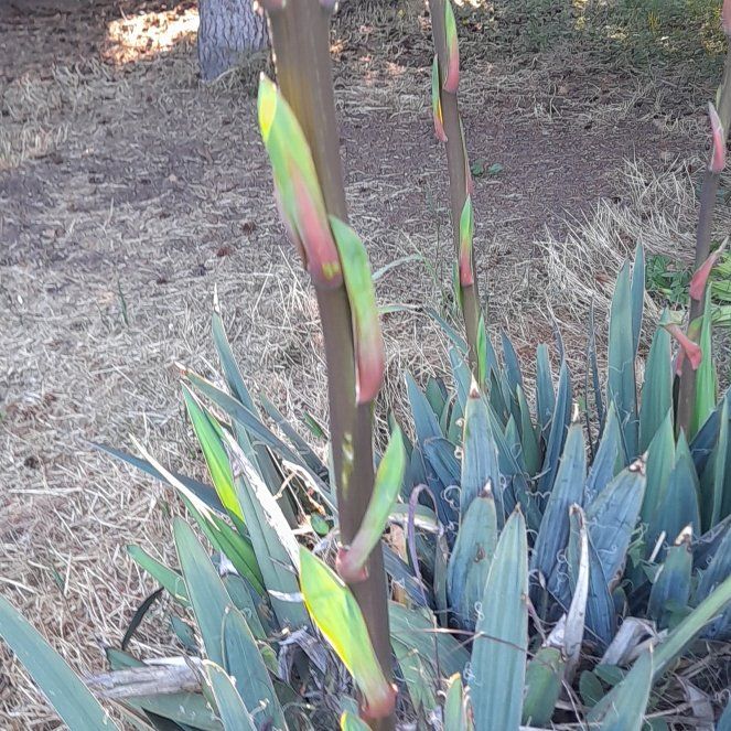 Photo of the plant species Adam's Needle by @WingedKaraka40 named Sanders on Greg, the plant care app