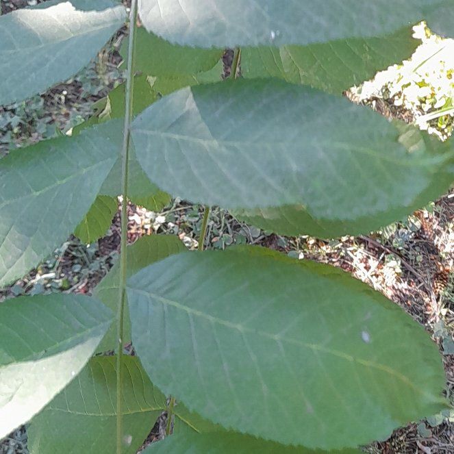 Photo of the plant species Black Walnut by @WingedKaraka40 named Luna on Greg, the plant care app