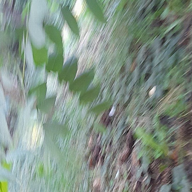 Photo of the plant species Shining Spleenwort by @WingedKaraka40 named Prince on Greg, the plant care app