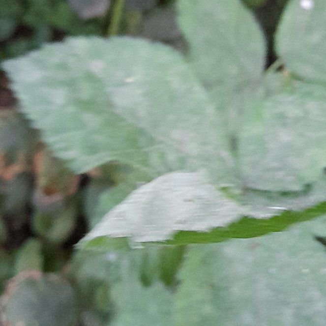 Photo of the plant species Wine Raspberry by @WingedKaraka40 named Treeyoncé on Greg, the plant care app