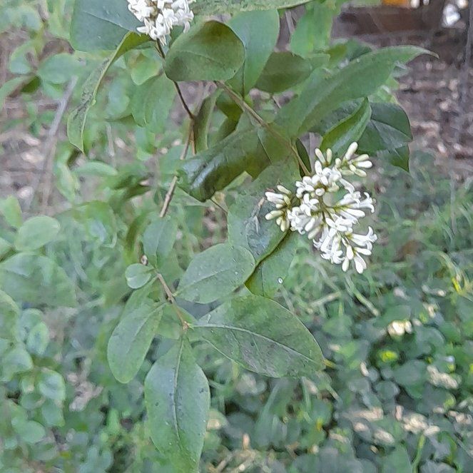 Photo of the plant species Wild Privet by @WingedKaraka40 named Fernie Mercury on Greg, the plant care app