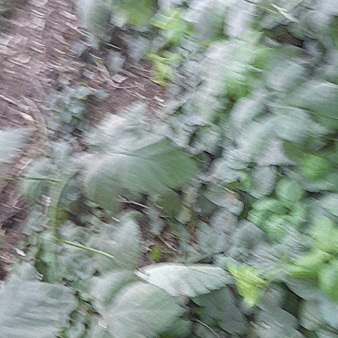 Photo of the plant species Giant Rhubarb by @WingedKaraka40 named Dax on Greg, the plant care app