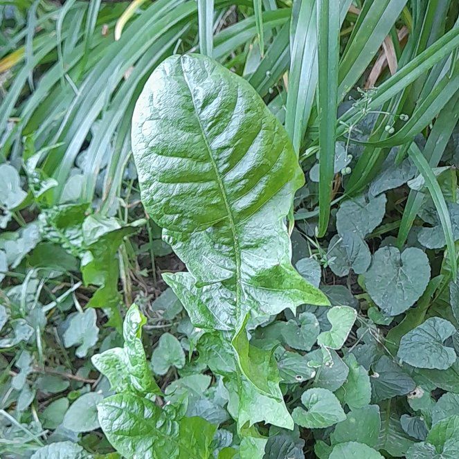 Photo of the plant species Horseradish by @WingedKaraka40 named Planty on Greg, the plant care app