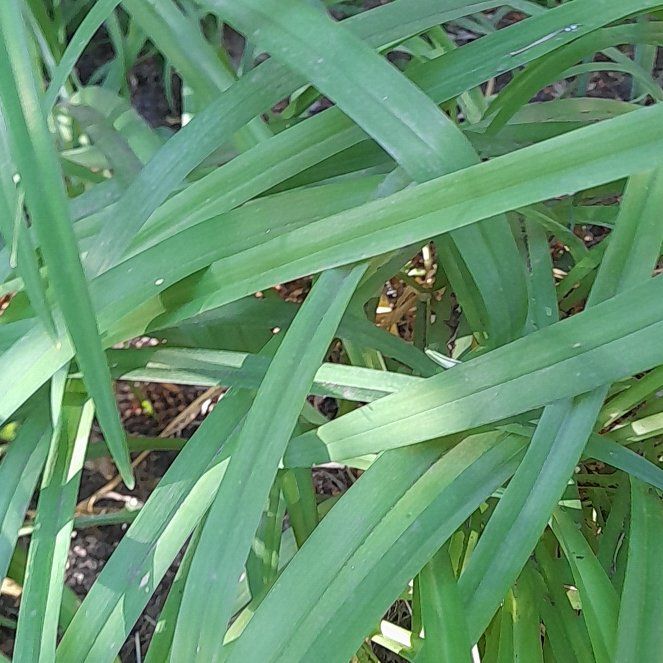 Photo of the plant species Blue Lily by @WingedKaraka40 named McKinley on Greg, the plant care app