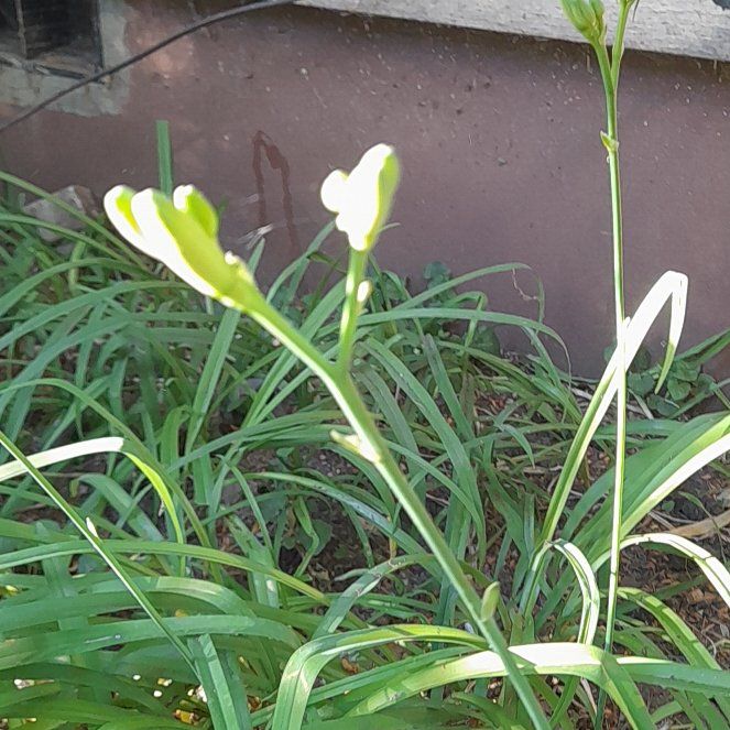 Photo of the plant species Butter and Eggs by @WingedKaraka40 named Walt on Greg, the plant care app