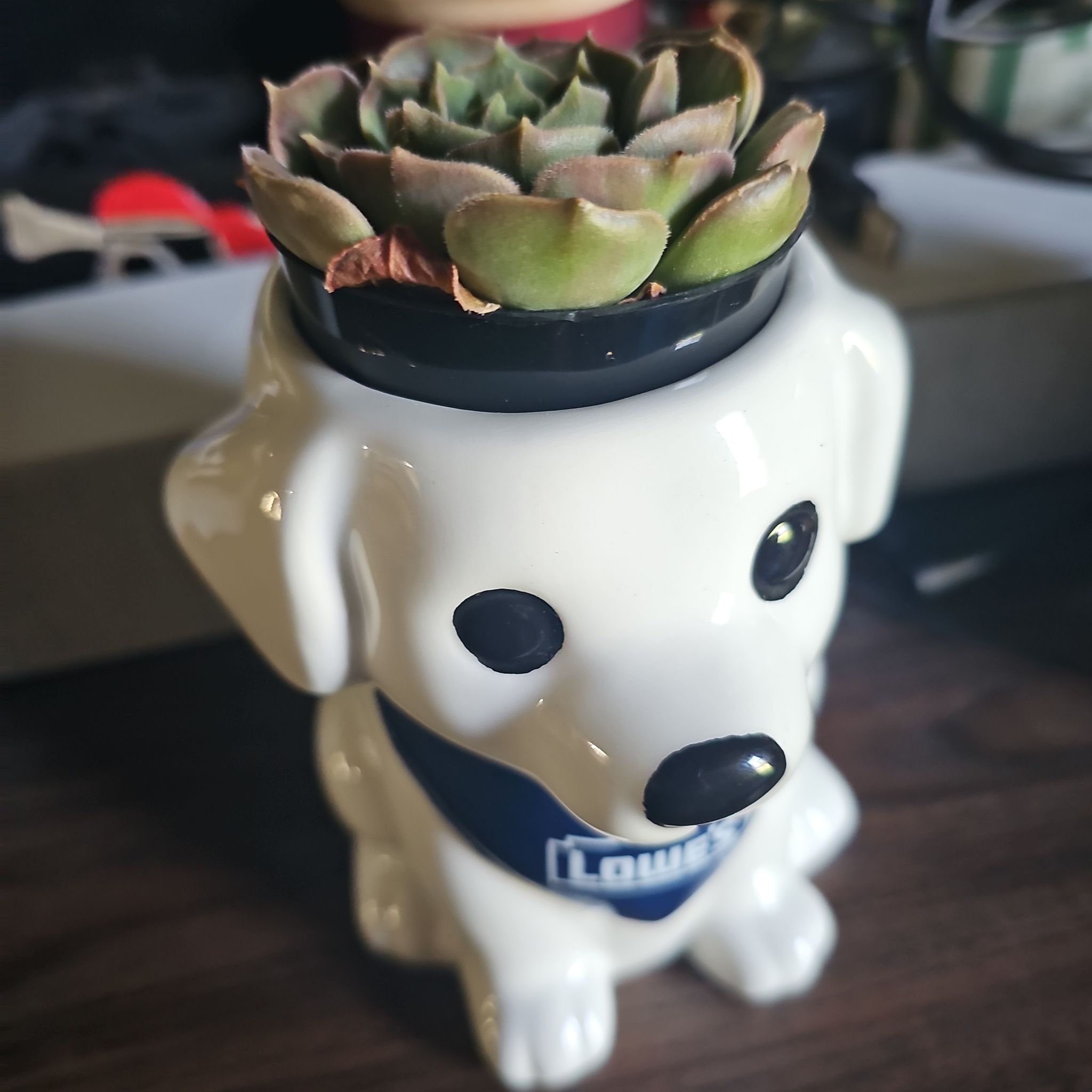 Photo of the plant species Echeveria Brown Rose by @ValuableBasil43 named Morgan Treeman on Greg, the plant care app