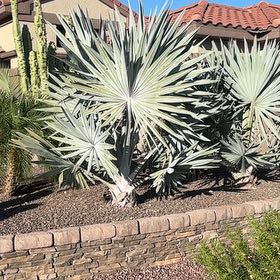 Photo of the plant species Bismarckia by @ChosenHoupara80 named Cleopatra on Greg, the plant care app