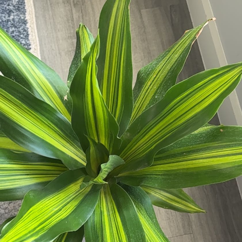 Photo of the plant species Dracerna Golden heart by @DidacticOmnom21 named Nithin on Greg, the plant care app