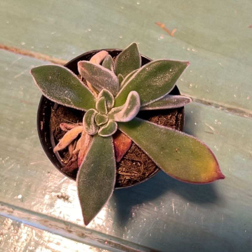 Photo of the plant species Plush Plant by @ZealDuwei77 named Planty on Greg, the plant care app