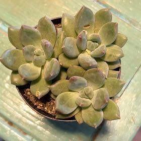 Photo of the plant species Pachyphytum 'Aquamarine' by @ZealDuwei77 named Beyonce on Greg, the plant care app
