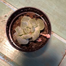Photo of the plant species Echeveria 'Seraphina' by @ZealDuwei77 named Tupot amaroot on Greg, the plant care app