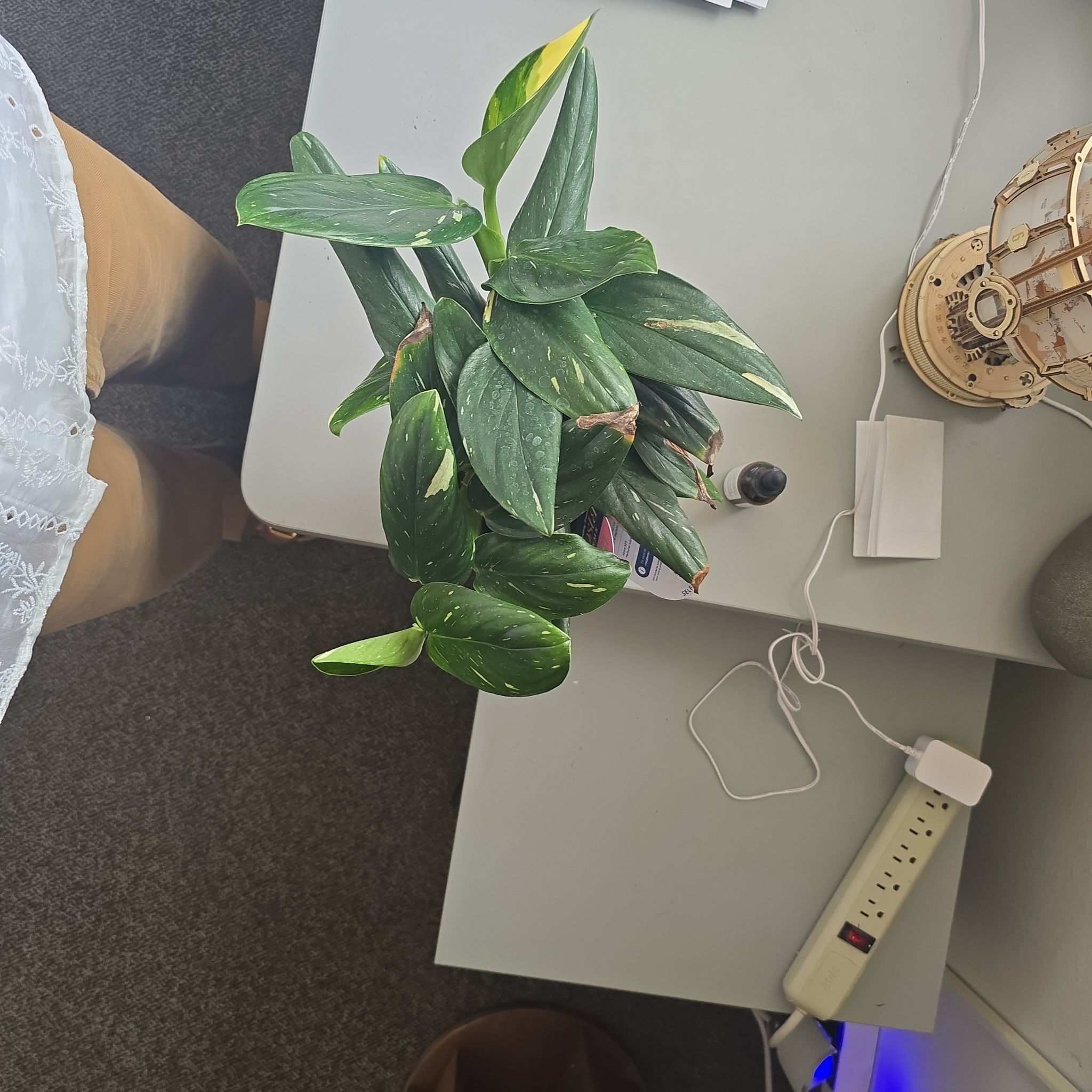 Photo of the plant species Cobra Monstera by @DaringlyBokchoi named King C on Greg, the plant care app