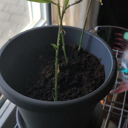 Photo of the plant species Ginger Root by @BuffWoreya92 named Rihanna on Greg, the plant care app