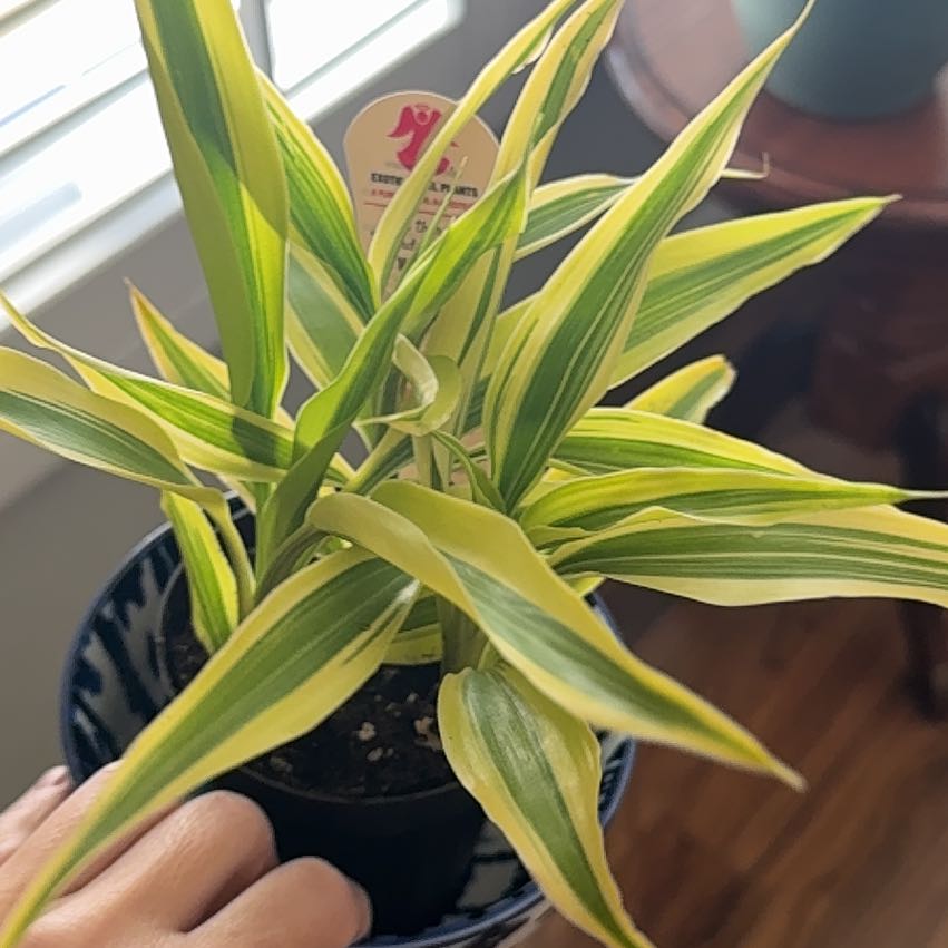 Photo of the plant species Dragon Tree by @HipAposeris98 named Daenerys Targaryen on Greg, the plant care app