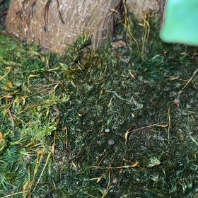 Photo of the plant species Broom Forkmoss by @HonorableWoreya named Mollie on Greg, the plant care app