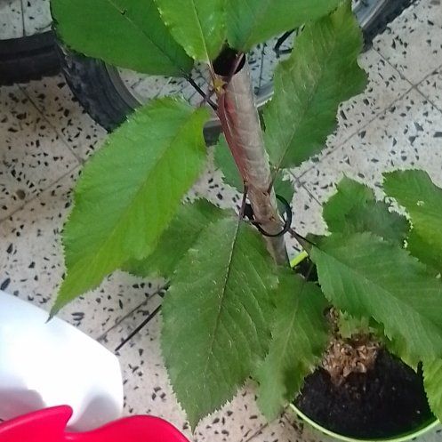 Photo of the plant species Sweet Cherry by @MatureLaceyoak6 named Baesil on Greg, the plant care app