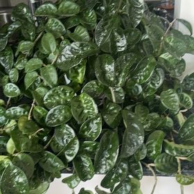 Photo of the plant species Hoya Carnosa Krinkle 8 by @FulfilledIvy54 named Aristotle on Greg, the plant care app