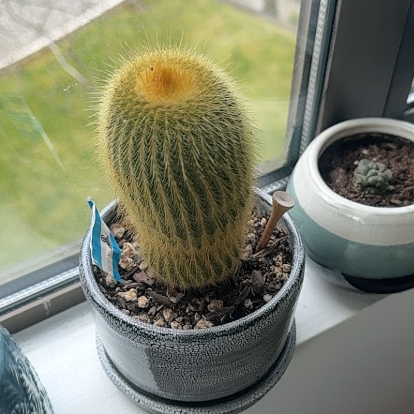 Photo of the plant species Lemon Ball by @FulfilledIvy54 named Darwin on Greg, the plant care app