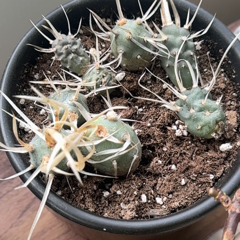Photo of the plant species Tephrocactus geometricus by @FulfilledIvy54 named Aria on Greg, the plant care app