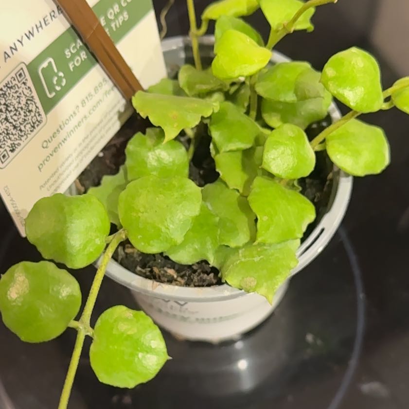 Photo of the plant species Hoya endauensis by @FulfilledIvy54 named Messi on Greg, the plant care app