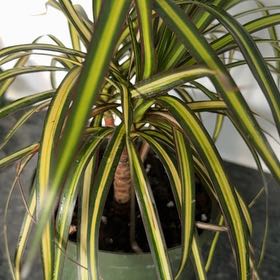 Photo of the plant species Madagascar Dragon Tree by @FulfilledIvy54 named Michelle Branch on Greg, the plant care app