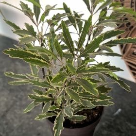 Photo of the plant species gold crest false aralia by @FulfilledIvy54 named Athena on Greg, the plant care app