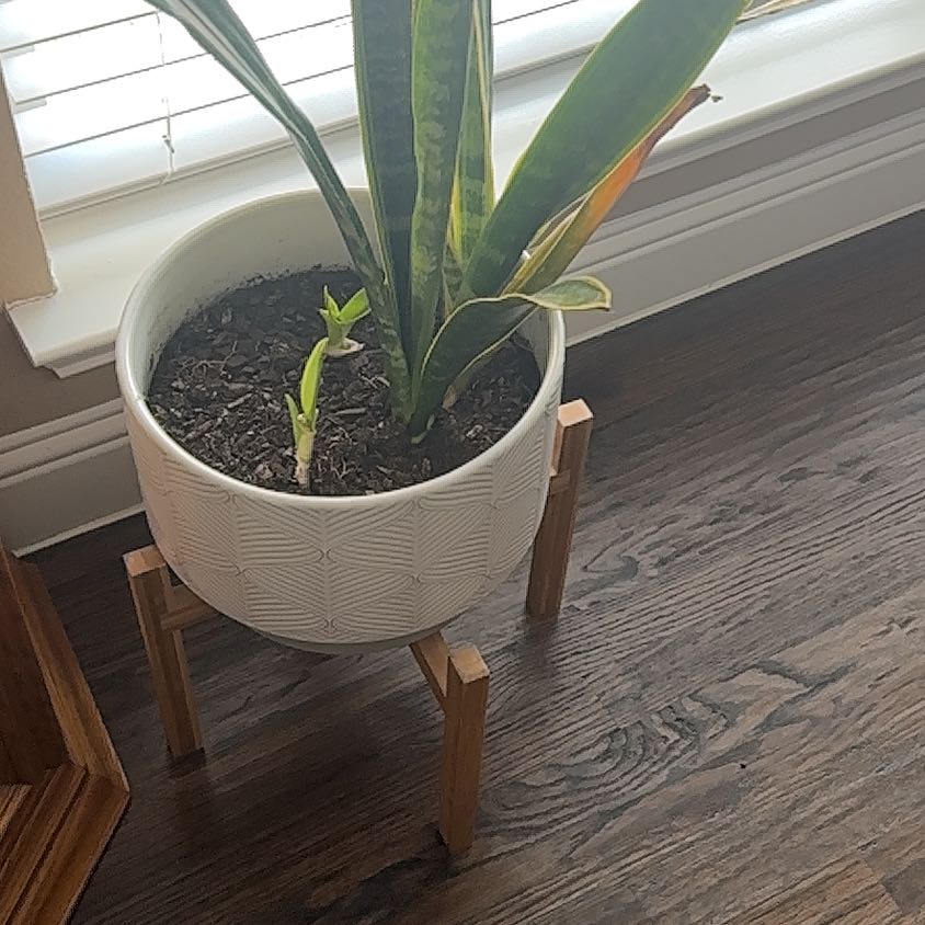 Photo of the plant species Snake Plant by @DaringRhodora92 named Kobe on Greg, the plant care app