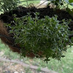 Photo of the plant species English Thyme by @TopdogCorrea82 named Anne on Greg, the plant care app