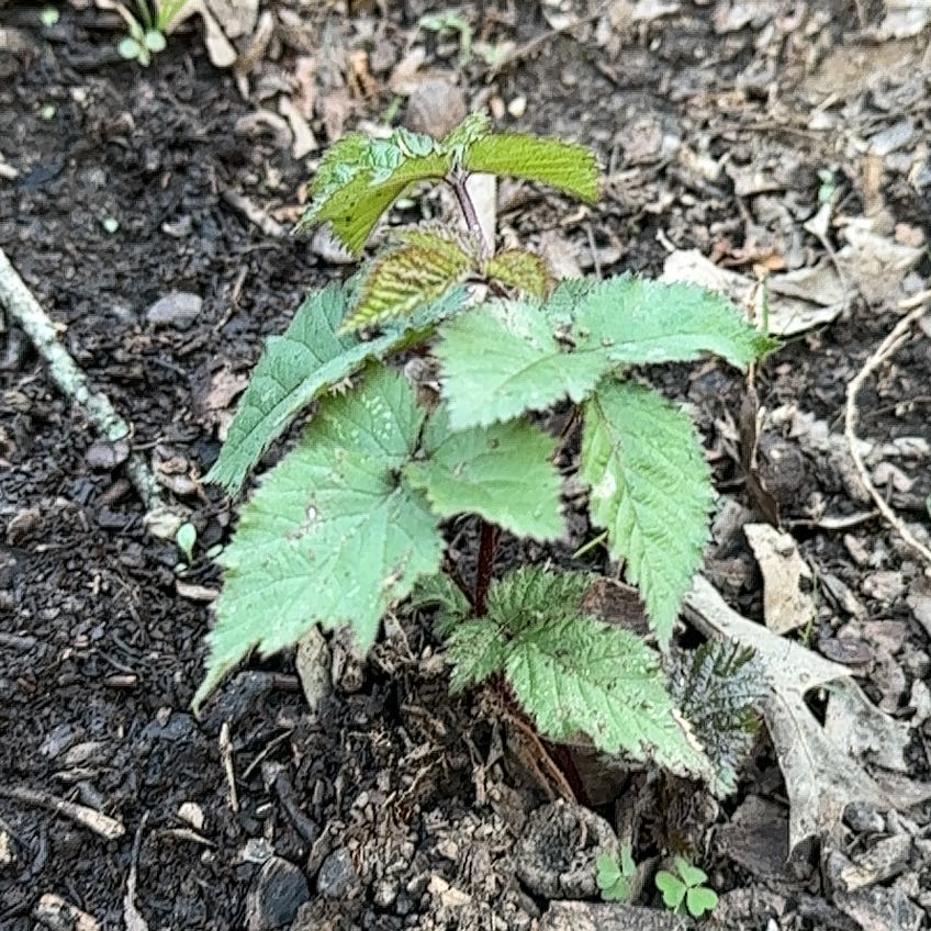 Photo of the plant species California Blackberry by @TopdogCorrea82 named Zeus on Greg, the plant care app