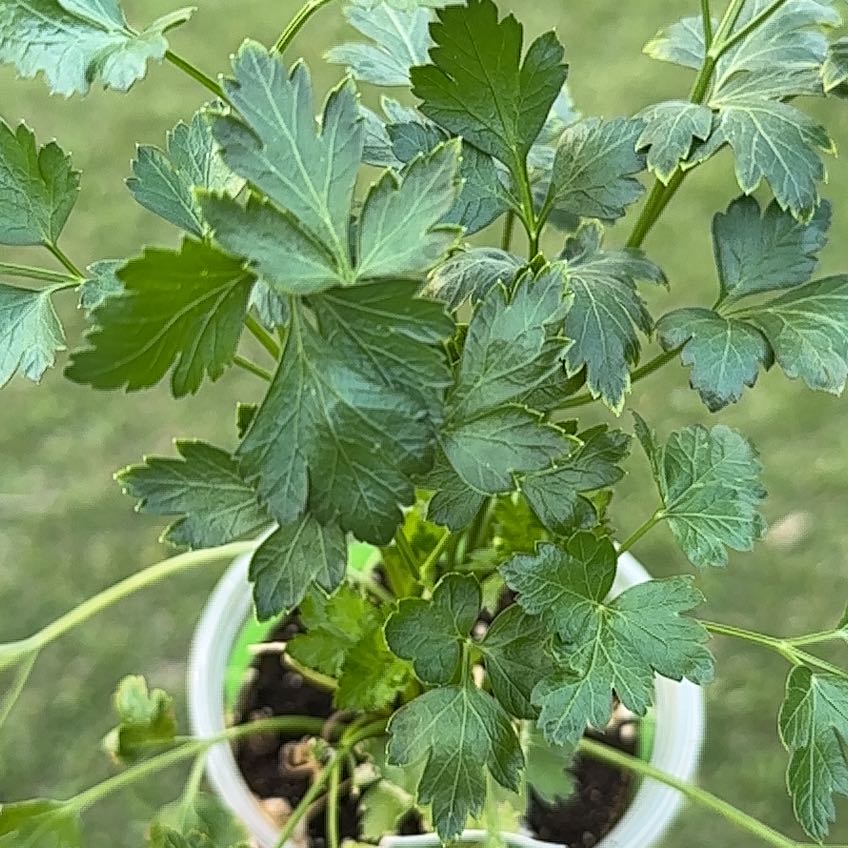 Photo of the plant species Italian Parsley by @TopdogCorrea82 named Emerson on Greg, the plant care app