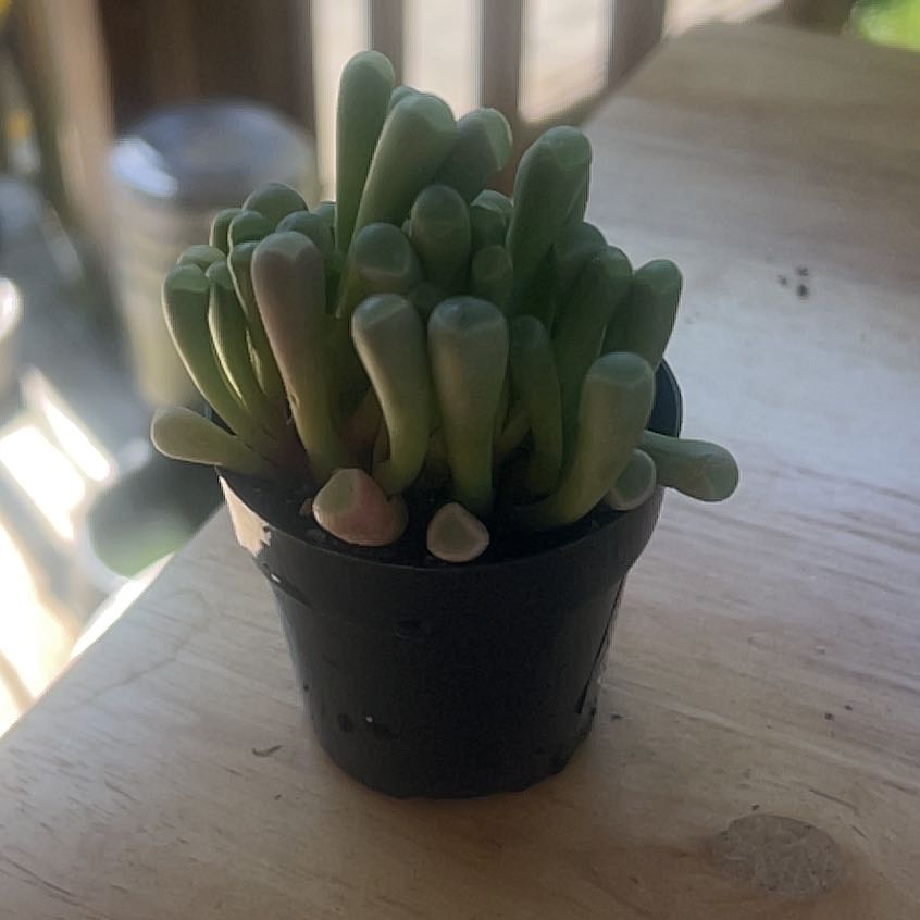 Photo of the plant species Baby Toes by @JollyAgboy57 named Pax on Greg, the plant care app