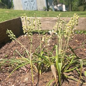 Photo of the plant species Common Grape Hyacinth by @JollyAgboy57 named Naomi on Greg, the plant care app