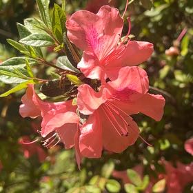 Photo of the plant species Azelea by @JollyAgboy57 named Remington on Greg, the plant care app