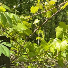 Photo of the plant species Muscadine Grape by @TycoonLichen named Lola on Greg, the plant care app